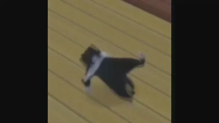 skyline ryodan x Cats