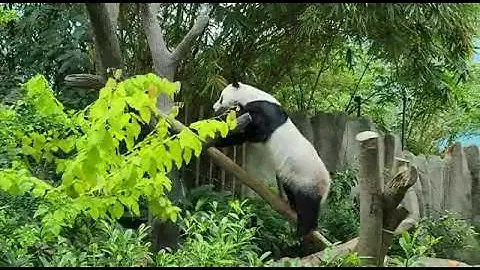 Kai Kai, our Panda bear 🐻 scratching his butt 🫢😂 230123