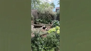 KAI KAI AT THE RIVER SAFARI SINGAPORE PANDA BEAR#viralvideo