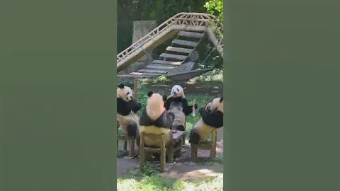 Pandas having a bamboo party 🥳