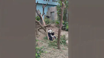 Kai Kai Panda eating bamboo like snack