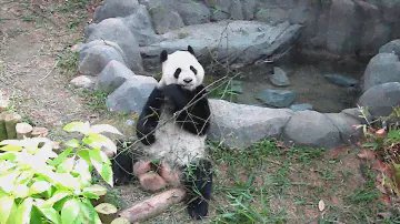 Giant Panda Kai Kai eating bamboo