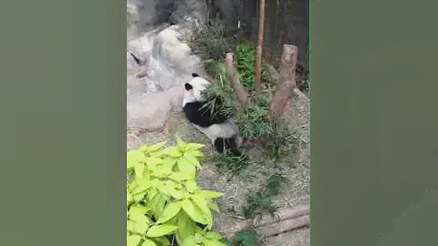 Kai Kai Panda Eating Bamboo