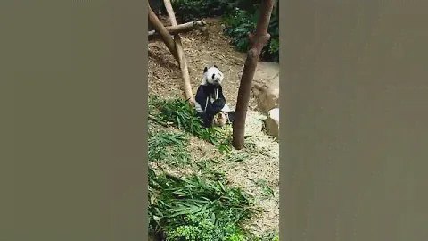 kai kai the panda eating bamboo( short 9 second video)