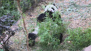 Panda Kai Kai eating bamboo - Singapore Zoo River Safari- 9 oktober 2013