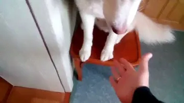 Хаски Кай. залезает на стул Husky (Uki Sever & Kai)