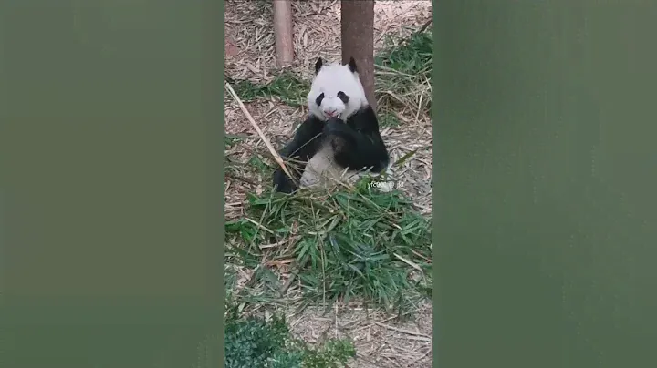 20220106 Giant Panda Kai Kai  Eating his favourite bamboo @ River Wonders Singapore 大熊猫凯凯 @ 新加坡河川生态园