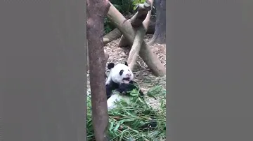 Singapore,River Wonders( River Safari),, the giant panda ( panda bear)