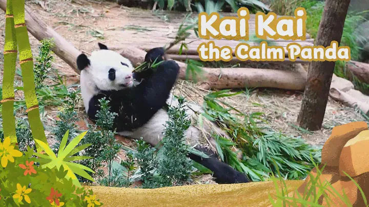 Zoo Stories | Kai Kai The Calm Panda
