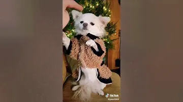 Песня про чихуахуа
