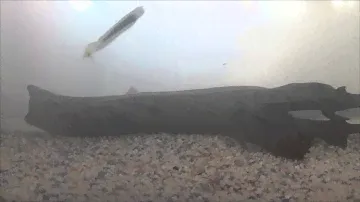 Анимация приманки Fish Arrow SATAN Tail