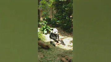 Cute Giant Panda Kai Kai eating Bamboo at Singapore Zoo - Travel & Vacation - Funny Animals