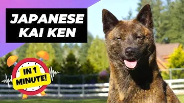 Japanese Kai Ken 🐶 One Of The Rarest Dog Breeds In The World | 1 Minute Animals