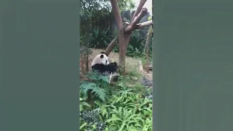 Giant Panda Kai Kai (凯凯) enjoying bamboo at River Safari, S