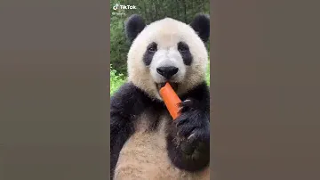 Cute Panda eating a carrot! 😍