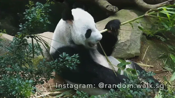 Giant Panda Kai Kai, Eating Bamboo